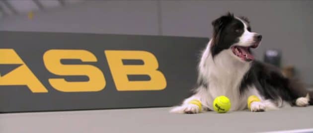 Tennis chiens ramasseurs balles