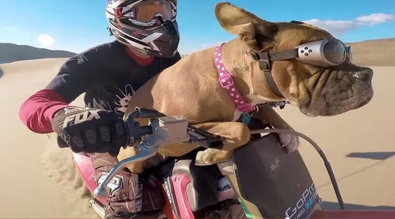 James Stott et son chien Lexus partent en session de Dirt Bike
