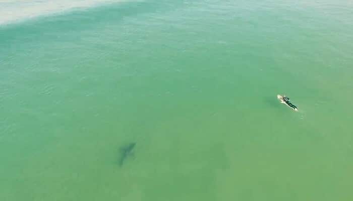 Vidéo: quand les requins côtoient les surfeurs à Pismo Beach