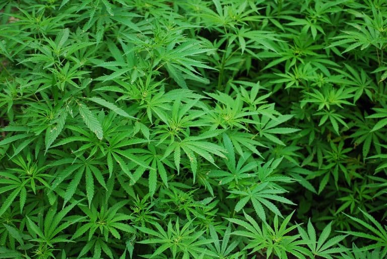 Cannabis : Matt Barnes, l’ancien joueur de la NBA, en fume avant chaque match